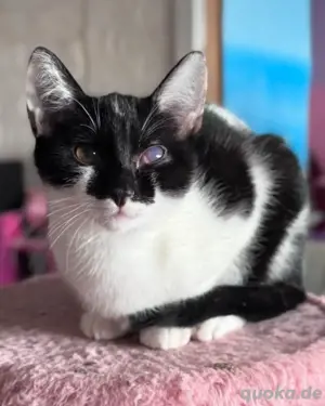 Lieber Tierfreund für jungen Kater gesucht