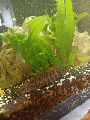 verkaufe Aquarium 