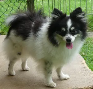 Pomeranian Zwergspitz Welpen