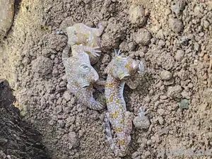 Stenodactylus Stenodactylus 