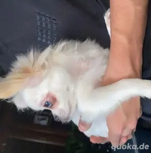 Chihuahua welpe 