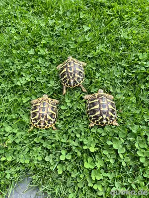 Griechische Landschildkröten  THH 2023   THB 2022 - 23