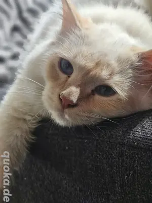Deckkater Red Point