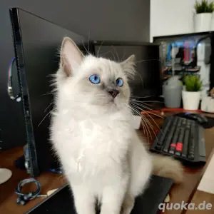Niedliche Ragdoll-Kätzchen verfügbar