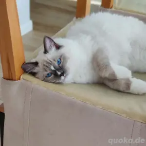 süße Ragdoll-Kätzchen