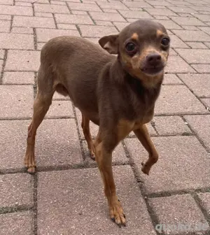 Mini- Toy-Terrier-Rüde Rexi sucht neues Zuhause