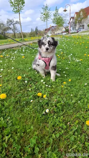 Australian shepherd welpe hündin 