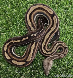 Boa Imperator 1.0 Inca Motley het Black Panther poss het Albino Sharp 