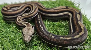Boa Imperator 1.0 Inca Motley het Black Panther poss het Albino Sharp 