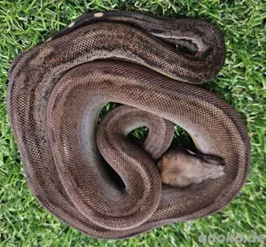 Boa Imperator 1.0 Inca Motley Black Panther poss het Albino Sharp 