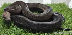 Boa Imperator 1.0 Inca Motley Black Panther poss het Albino Sharp 