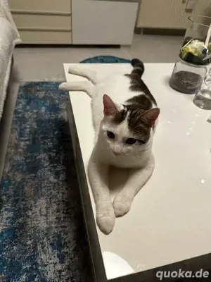 Kater zu verkaufen Bild 3