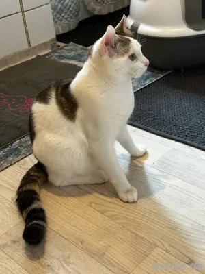 Kater zu verkaufen Bild 5