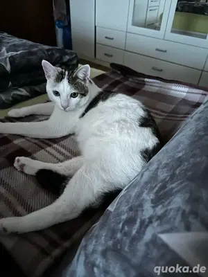 Kater zu verkaufen