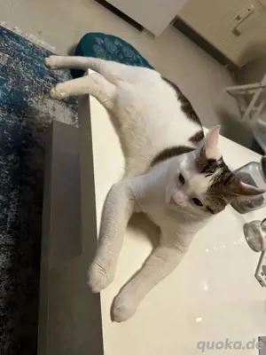 Kater zu verkaufen Bild 2