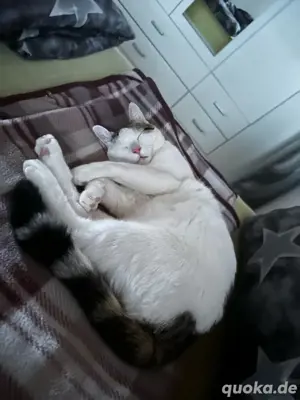 Kater zu verkaufen Bild 4