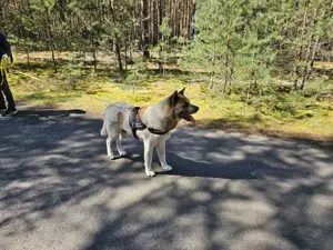 American Akita sucht dringend ein neues zu Hause
