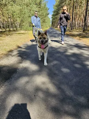 Notfall, American Akita sucht dringend ei neues zu Hause, da sein Herrchen verstorben ist