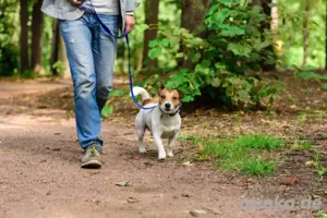 bitte hunde gassi an