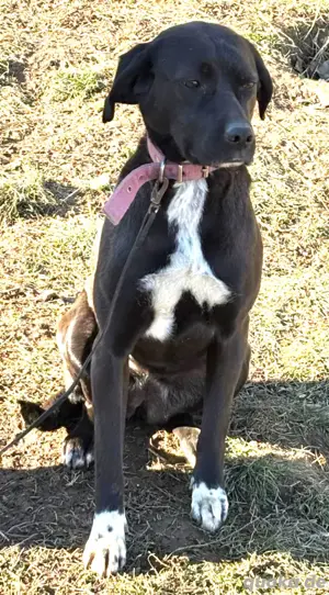 Lilly ist eine aktive Pointer Mix-Hündin die aktive Menschen sucht *noch in Ungarn*