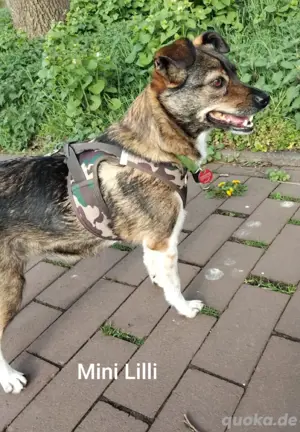 Lilli ist ein liebes Hundemädchen aber nicht an der Leine. Wo sind die richtigen Menschen für sie? 