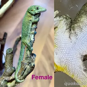 1.1 Chamäleongecko (Eurydactylodes agricolae)
