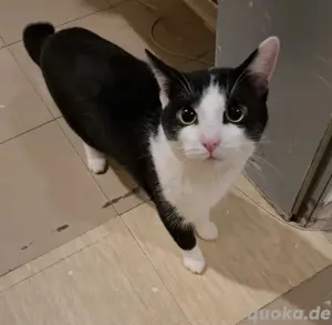 kater abzugeben 
