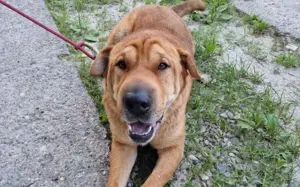 Zuhause für Energiebündel Spencer