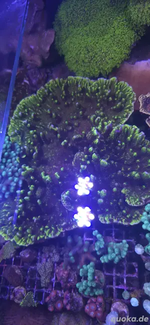 Montipora Confusa XL muttertier Meerwasser SPS Acropora 