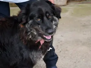 Otis sucht sein Zuhause (noch auf Sardinien)