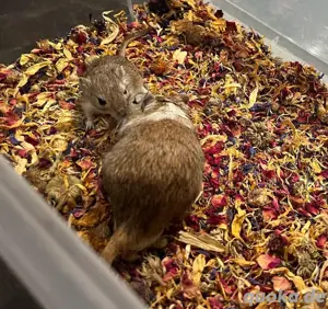 Rennmaus Vater und Sohn Duo *RESERVIERT*