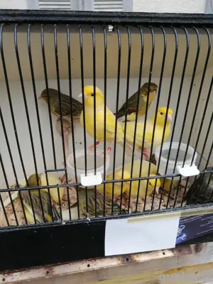 Kanarienvögel 