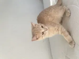 Verspielter Kater  Prinz  sucht liebevolles Zuhause   mit Schutzgebühr