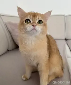 deckkater bkh gold 