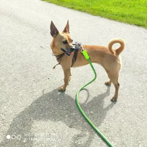 Rehpinscher 5 Jahre abzugeben 