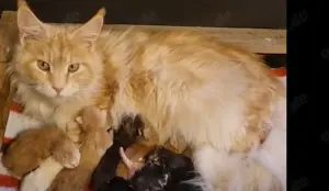 Maine Coon Kitten reinrassig mit Stammbaum 