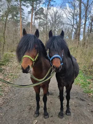 Buddy und Gustav, zwei Ponys für die Zukunft