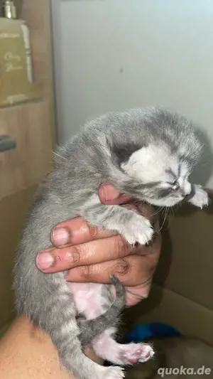 Kitten mit Katzenbaum Toilette Schaufel und Futter Transportbox  Streu BKH Siam Allergiker geeignet 
