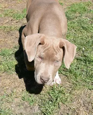 American bully Hündin 