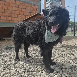 Lolek, traumhafter Mudi   Kroatischer Schäferhund Rüde Bild 5