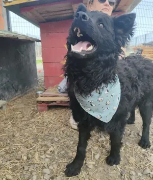 Lolek, traumhafter Mudi   Kroatischer Schäferhund Rüde Bild 3