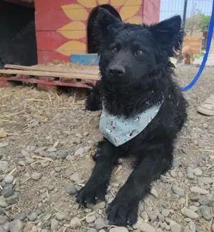 Lolek, traumhafter Mudi   Kroatischer Schäferhund Rüde Bild 4