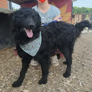 Lolek, traumhafter Mudi   Kroatischer Schäferhund Rüde Bild 2