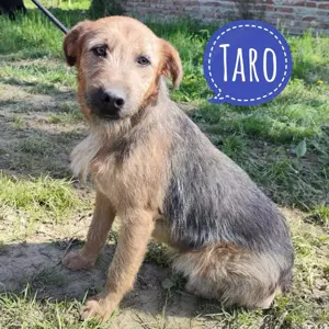 Taro, traumhafter Rüde, ähnelt einem bosnischen Barak