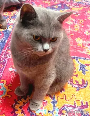 BKH Katze-reinrassig 