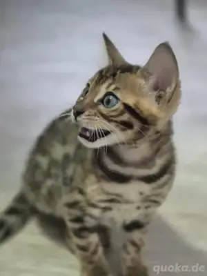 Bengal-Kätzchen