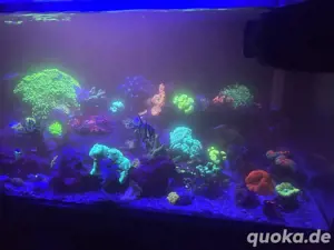 !!! Meerwasser Korallen Ableger Lebendgestein Fische Wirbellose
