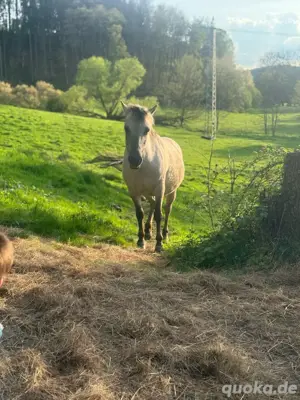 Konik Stute sucht zuhause 