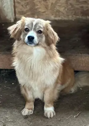 Fiona, unser Zwergerl leidet sehr im Shelter
