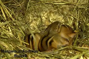 Junge Streifenhörnchen amerikanisches Backenhörnchen ( Tamias striatus) ab Ende Mai abzugeben